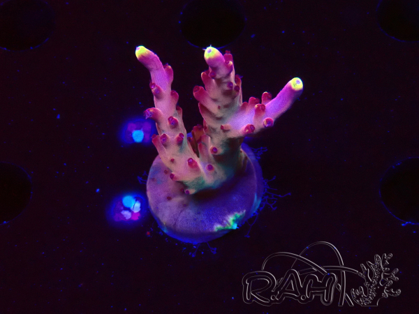 WYSIWYG JF Acropora Fox Flame