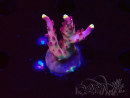 WYSIWYG JF Acropora Fox Flame 5O10