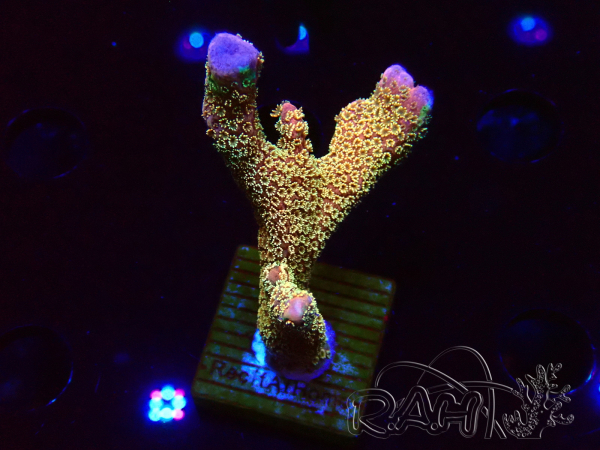 WYSIWYG - RAH Montipora Silly Salmon