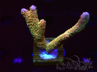 WYSIWYG - RAH Montipora Silly Salmon