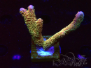 WYSIWYG - RAH Montipora Silly Salmon 5Z2