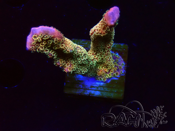 WYSIWYG - RAH Montipora Silly Salmon