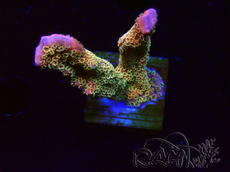 WYSIWYG - RAH Montipora Silly Salmon 5Z3