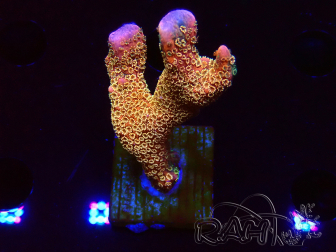 WYSIWYG - RAH Montipora Silly Salmon 5Z4