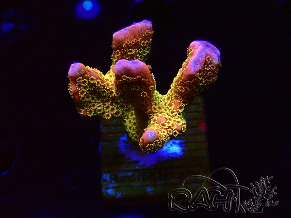 WYSIWYG - RAH Montipora Silly Salmon