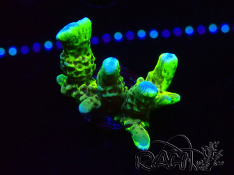 WYSIWYG - CB Incredible Hulk Montipora GRAFTED