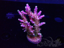 WYSIWYG RAH Acropora Blue Lagoon
