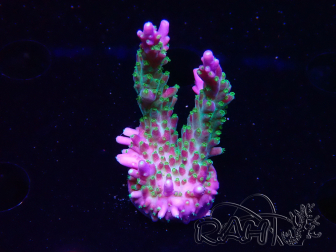 WYSIWYG RAH Acropora Blue Lagoon