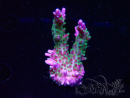 WYSIWYG RAH Acropora Blue Lagoon
