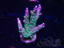 WYSIWYG RAH Acropora Blue Lagoon
