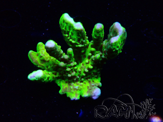 WYSIWYG - CB Incredible Hulk Montipora GRAFTED