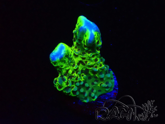 WYSIWYG - CB Incredible Hulk Montipora GRAFTED