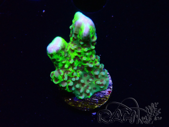 WYSIWYG - CB Incredible Hulk Montipora GRAFTED