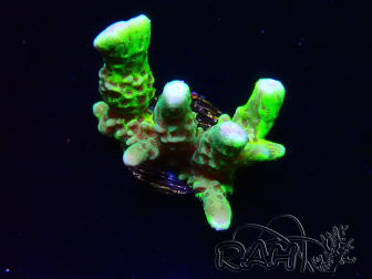 WYSIWYG - CB Incredible Hulk Montipora GRAFTED