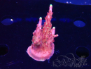 WYSIWYG JF Acropora Fox Flame