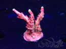 WYSIWYG JF Acropora Fox Flame