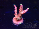 WYSIWYG JF Acropora Fox Flame
