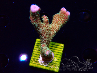 WYSIWYG - RAH Montipora Silly Salmon 5Z1