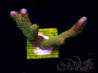 WYSIWYG - RAH Montipora Silly Salmon 5Z2