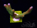 WYSIWYG - RAH Montipora Silly Salmon 5Z2