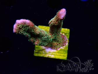 WYSIWYG - RAH Montipora Silly Salmon
