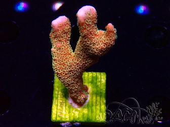WYSIWYG - RAH Montipora Silly Salmon