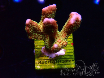 WYSIWYG - RAH Montipora Silly Salmon