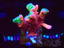 WYSIWYG WWC Montipora ContrabandDigitata