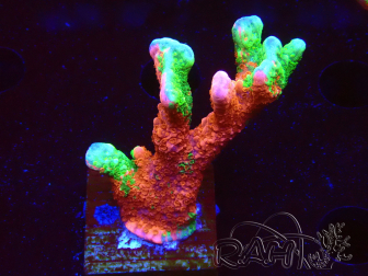 WYSIWYG WWC Montipora Contraband Digitata