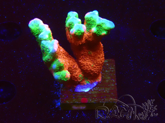 WYSIWYG WWC Montipora Contraband Digitata