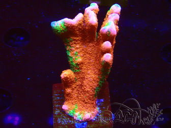 WYSIWYG WWC Montipora Contraband Digitata