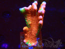 WYSIWYG WWC Montipora Contraband Digitata 5Q6