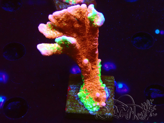 WYSIWYG WWC Montipora Contraband Digitata