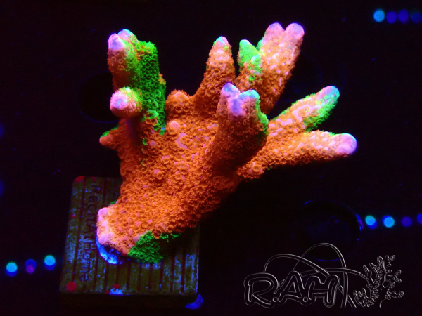 WYSIWYG WWC Montipora Contraband Digitata 5Q8