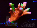 WYSIWYG WWC Montipora Contraband Digitata