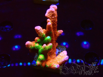 WYSIWYG WWC Montipora Contraband Digitata
