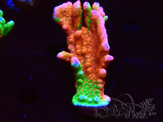 WYSIWYG WWC Montipora Contraband Digitata
