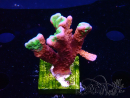 WYSIWYG WWC Montipora ContrabandDigitata