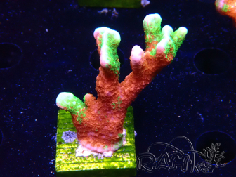 WYSIWYG WWC Montipora Contraband Digitata