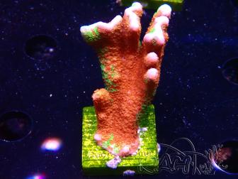 WYSIWYG WWC Montipora Contraband Digitata 5Q6