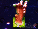 WYSIWYG WWC Montipora Contraband Digitata 5Q6