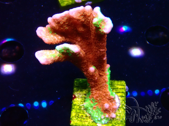 WYSIWYG WWC Montipora Contraband Digitata 5Q7