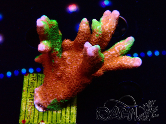 WYSIWYG WWC Montipora Contraband Digitata