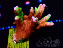 WYSIWYG WWC Montipora Contraband Digitata