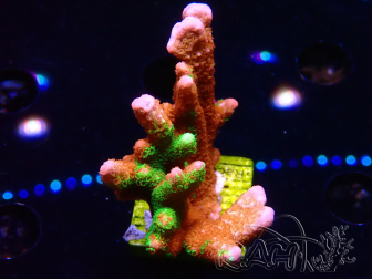 WYSIWYG WWC Montipora Contraband Digitata 5Q9