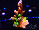 WYSIWYG WWC Montipora Contraband Digitata 5Q9
