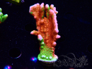 WYSIWYG WWC Montipora Contraband Digitata 5Q10