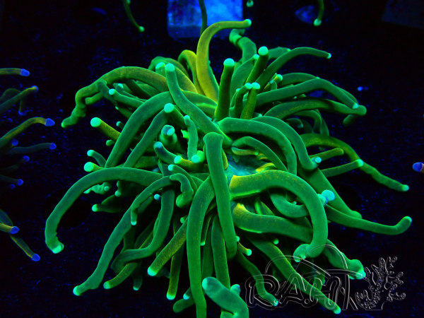 WYSIWYG Euphyllia glabrescens Tiger (Mariculture acclimaté sous LED) 8H1