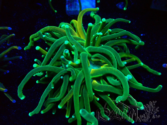 WYSIWYG Euphyllia glabrescens Tiger (Mariculture acclimaté sous LED) 8H1