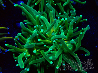 WYSIWYG Euphyllia glabrescens Tiger (Mariculture acclimaté sous LED) 8H2